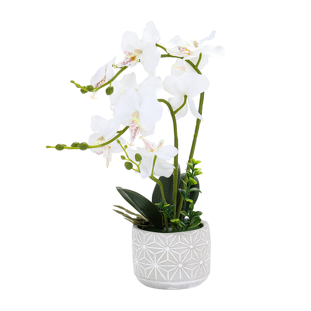 Orchid Multi White 45CM - 056655