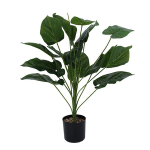 Potted Plant Philodrendon 67CM - 056676
