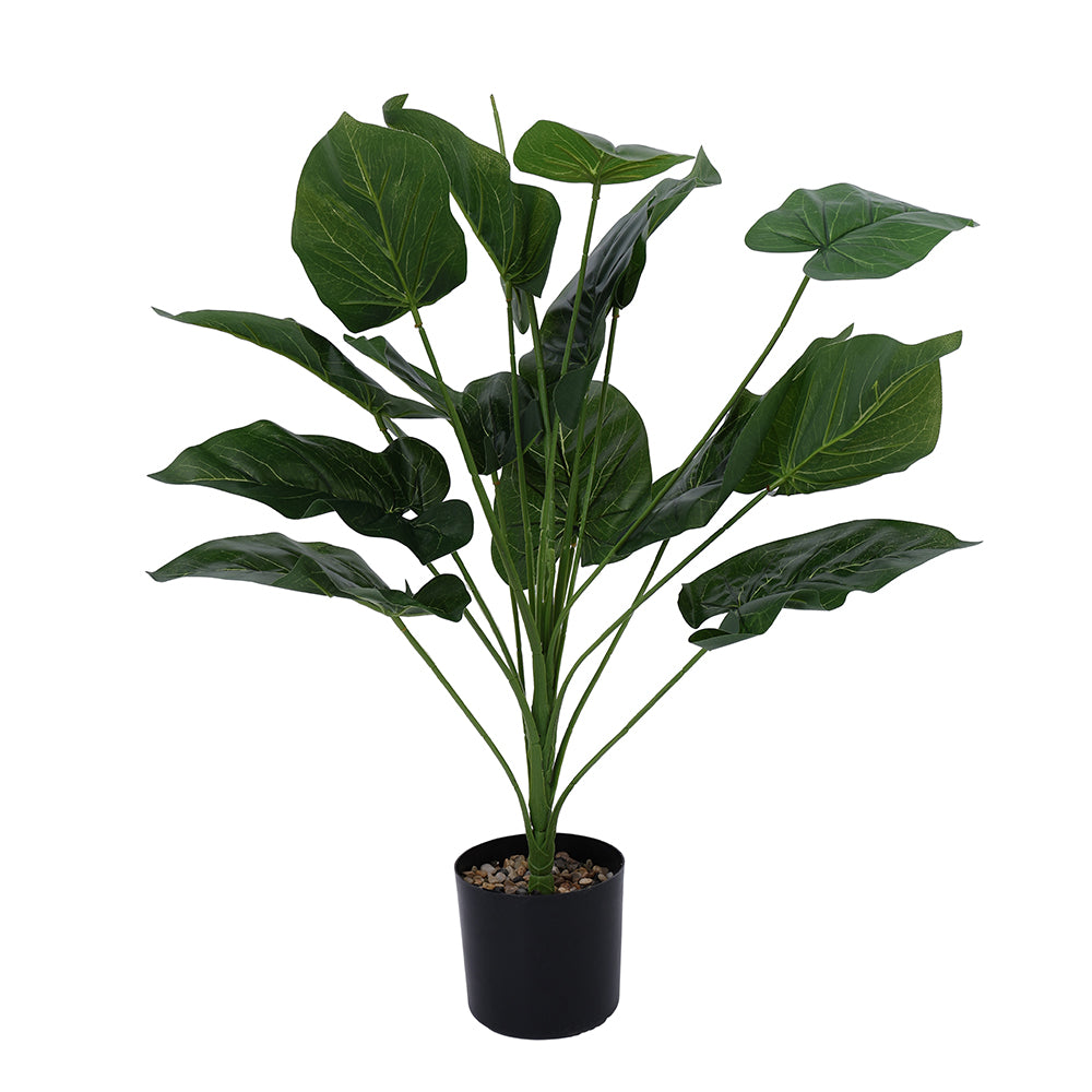 Potted Plant Philodrendon 67CM - 056676