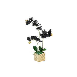 Black Orchid in Gold Square Pot 60CM - 056814