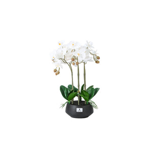Orchid Multi Head White in Black Flat Pot 45CM - 056835