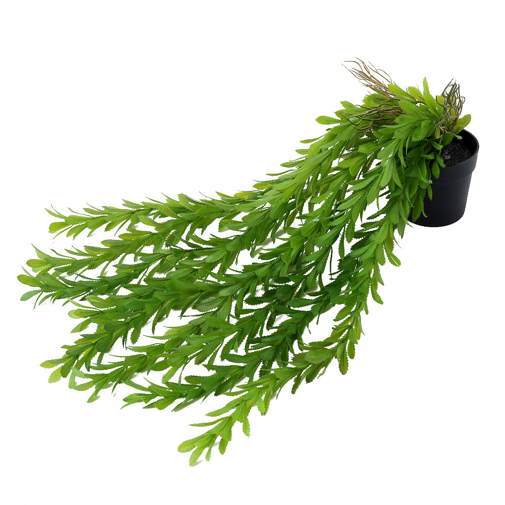 Potted Trailing Mini Fern 45CM - 056887
