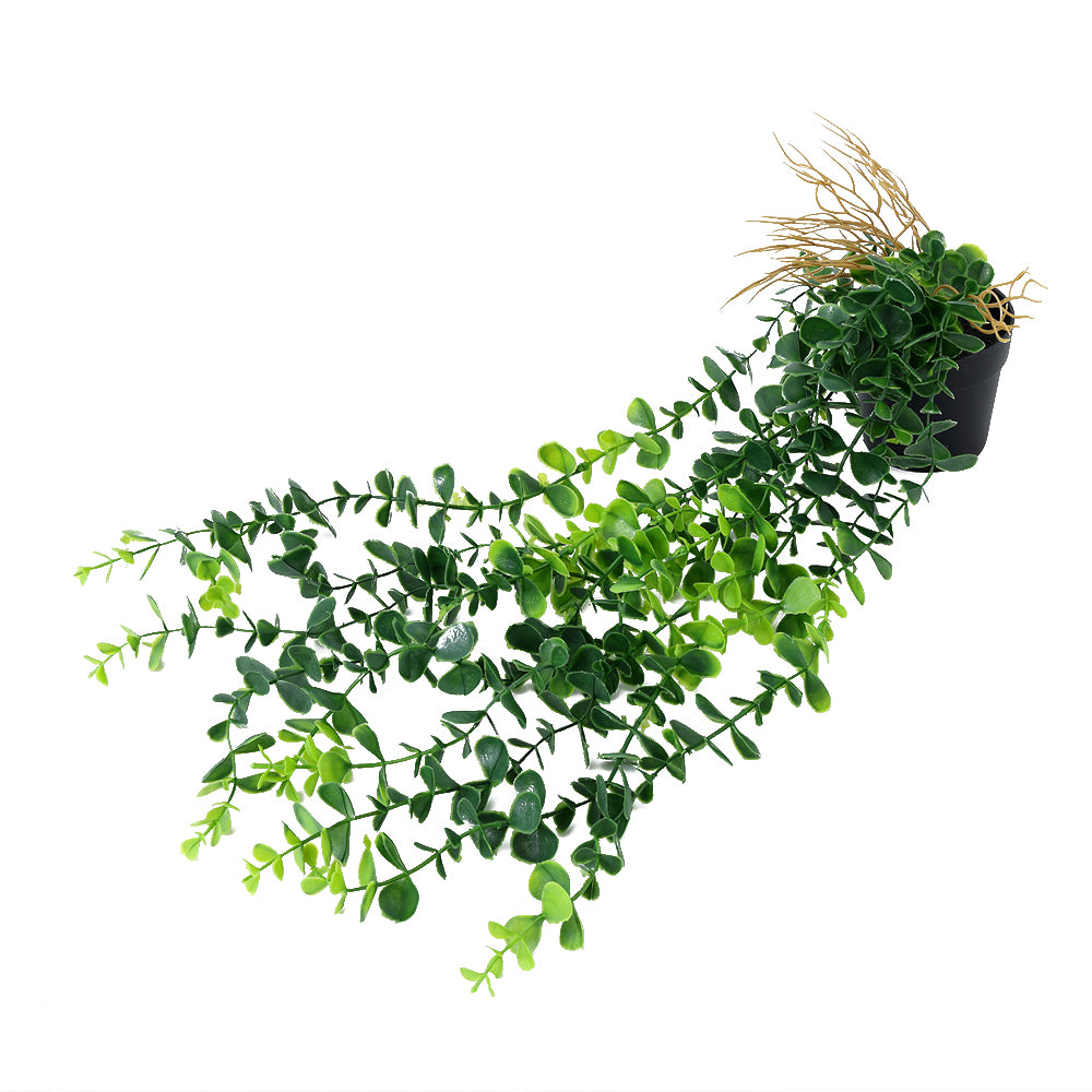 Potted Trailing Money Plant 52CM - 056891